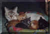 19970502GribouilleChattons1.jpg (24795 octets)