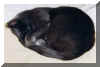 20001022Mog.jpg (12080 octets)