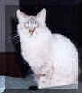 20010120Gribouille.jpg (14613 octets)